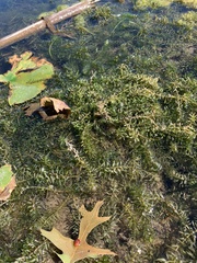 Elodea canadensis