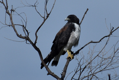 Geranoaetus albicaudatus