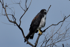 Geranoaetus albicaudatus