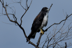 Geranoaetus albicaudatus