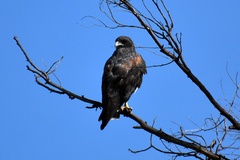 Geranoaetus albicaudatus