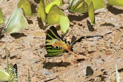 Graphium antiphates