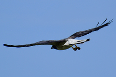 Geranoaetus albicaudatus