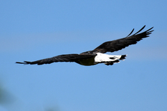 Geranoaetus albicaudatus