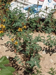 Hoffmannseggia glauca