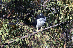 Geranoaetus albicaudatus