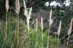 Cortaderia