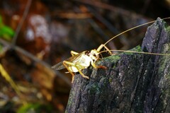 Gryllacrididae
