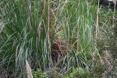 Cortaderia