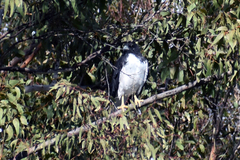 Geranoaetus albicaudatus