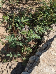 Hoffmannseggia glauca