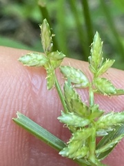 Cyperus flavescens