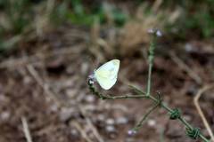 Pieris ergane