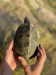 Graptemys pseudogeographica