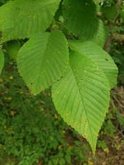 Ulmus rubra