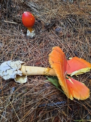 Amanita jacksonii
