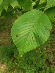 Ulmus rubra