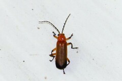 Mimopolemius atrocinctus