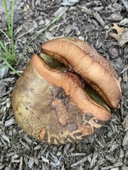 Gymnopilus luteus