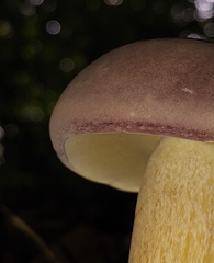 Tylopilus rubrobrunneus