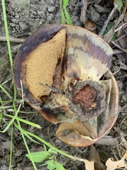 Gymnopilus luteus