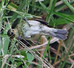 Sporophila caerulescens