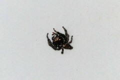 Anarrhotus fossulatus