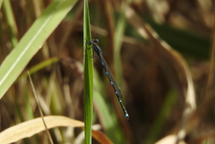 Austrolestes leda