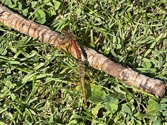Sympetrum semicinctum