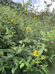 Helianthus hirsutus