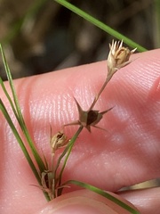 Juncus tenuis