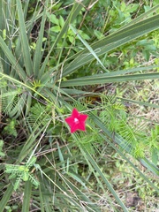 Ipomoea quamoclit