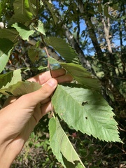 Ulmus rubra