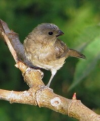 Sporophila caerulescens