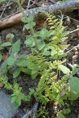 Cystopteris fragilis
