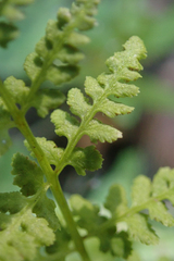 Cystopteris fragilis