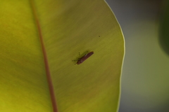 Bothrogonia ferruginea