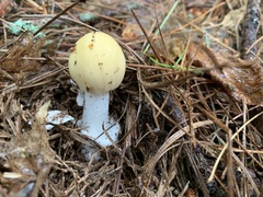 Amanita lavendula