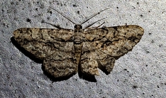 Anavitrinella pampinaria