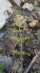 Cystopteris fragilis