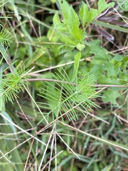 Ipomoea quamoclit