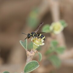Parancistrocerus declivatus