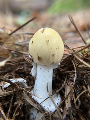 Amanita lavendula