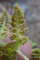 Cystopteris fragilis