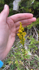 Solidago uliginosa