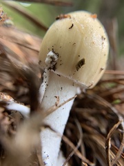 Amanita lavendula