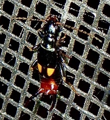 Marava arachidis