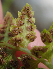 Cystopteris fragilis