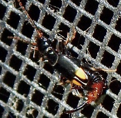 Marava arachidis