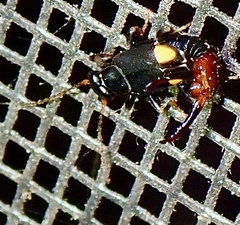 Marava arachidis